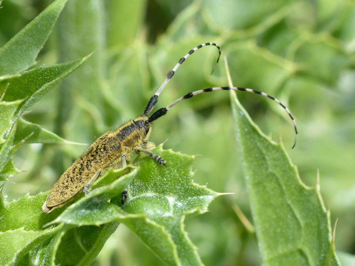 Agapanthia sicula malmerendii